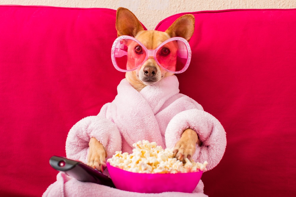 cachorro assistindo filme