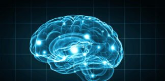 Cérebro representando a Neurociência para aprender inglês