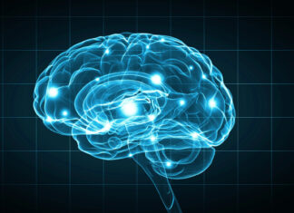 Cérebro representando a Neurociência para aprender inglês