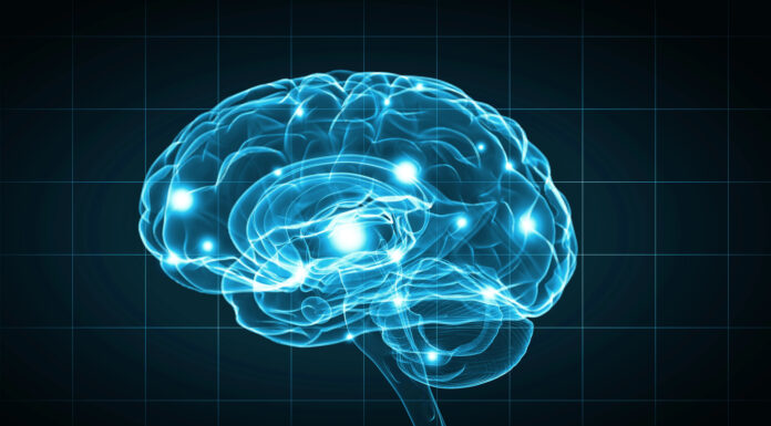 Cérebro representando a Neurociência para aprender inglês